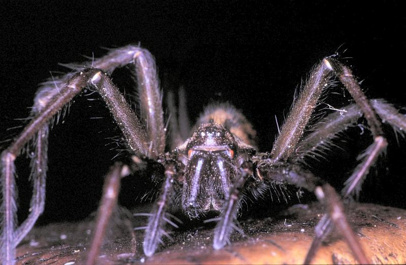 Tegenaria_parietina_P1542_Z_82_Les Gris_Frankrijk.jpg